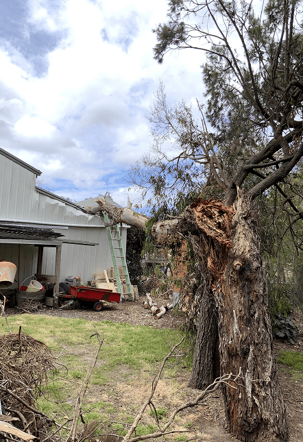 Residential Tree Damage